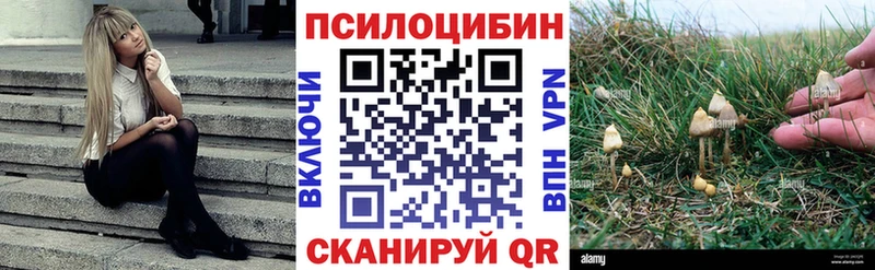 Псилоцибиновые грибы Psilocybe  Купить  Чёрмоз 